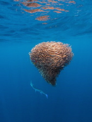 Longnose Needlefish hunting on a baitball of schooling fi... by Oktay Calisir 